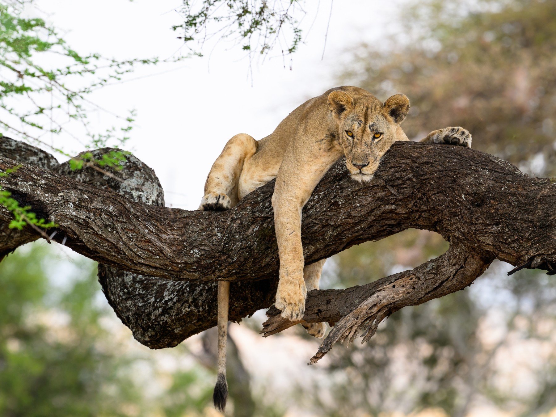 Safari Simba